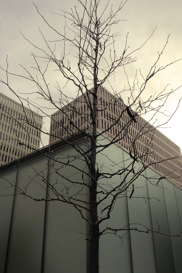 Caroljobe - Arquitectura creativa Barcelona edificio Cuidad de la Justicia con árbol